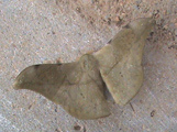 Orthogonioptilum kahli